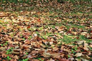 Travel to Chiang Mai, Thailand. The colorful autumn leaves on a grass in a forest on a sunny day. photo