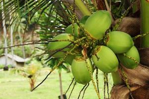 Travel to island Phi Phi, Thailand. Green coconut fruits on a palm tree near to the beach. photo