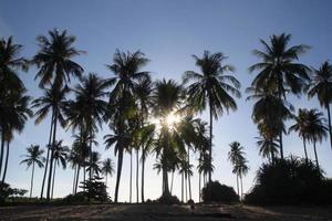 Travel to Island Koh Lanta, Thailand. The view on the palms on the beach in the sunlight. photo