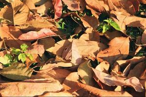 Travel to Chiang Mai, Thailand. The colorful autumn dry foliage on a grass in a forest on a sunny day. photo