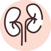 Human organ kidney, icon, vector on white background.