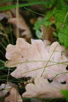 hojas de roble caídas en la hierba, comienzo del otoño. foto