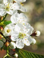 white flowers of blossoming cherry photo