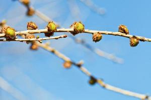 green buds on larch tree twig close up photo