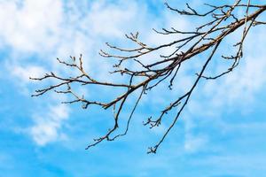 bare quince tree twig with blue sky background photo