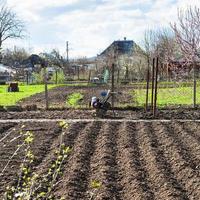 arar lechos de hortalizas y cultivato en el pueblo foto