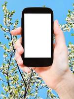 smartphone and white cherry tree flowers photo