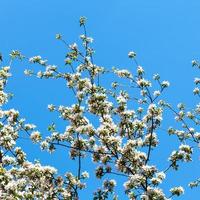 branches of blossoming apple tree with blue sky photo