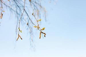 twigs with catkins of birch tree and blue sky photo