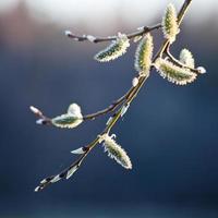 Goat Willow male catkins on twig photo