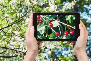 foto de ramita con cerezo en árbol con flores