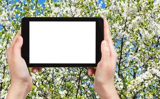 photo of white blooming cherry tree crown