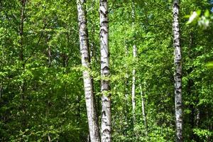 white trunks of birch trees in green forest photo