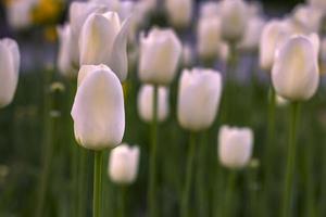 Beauty blooming white tulips in the spring. Blurred background photo