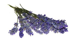 Dry bunch of lavender. bouquet of lavender, isolated on white background photo