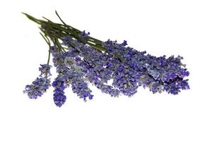 manojo seco de lavanda. ramo de lavanda, aislado sobre fondo blanco foto