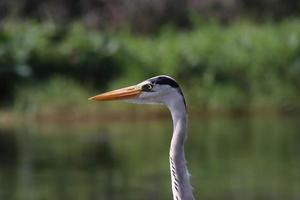 Grey Heron at a water body photo