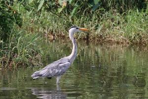 Grey Heron at a water body photo