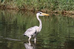 Grey Heron at a water body photo