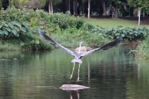 Grey Heron at a water body photo