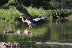 Grey Heron at a water body photo