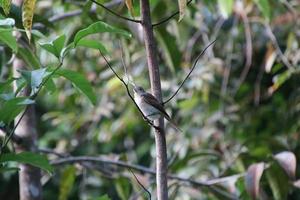 Immature Tiger Shrike looking outwards photo