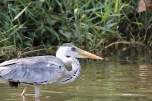 Grey Heron at a water body photo