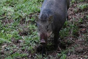 jabalí, sus scrofa en el suelo del bosque foto