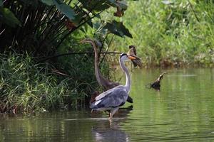 Grey Heron at a water body photo