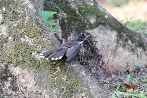 Malayan Pied Fantail under a tree photo