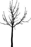 Tree silhouette vector for the website, for printing. Vector graphics.