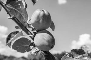 Photography on theme beautiful fruit branch apple tree photo