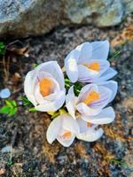 First flowers in early spring. White crocuses close-up. photo