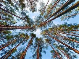 vista inferior de pinos altos en un bosque de coníferas contra el fondo del cielo azul. paisaje surrealista. foto