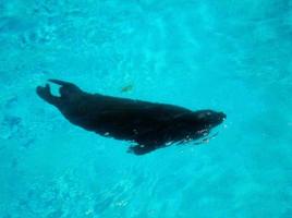 Black Seal Swimming in Blue Water photo