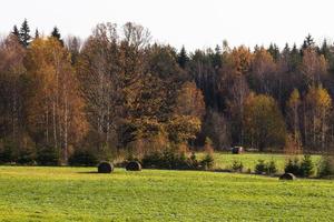 Autumn Landscape With Yellow Leaves on a Sunny Day photo