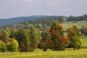 Autumn Landscape With Yellow Leaves on a Sunny Day photo