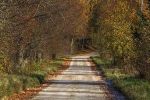 paisaje otoñal con hojas amarillas en un día soleado foto