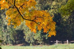 Autumn Landscape With Yellow Leaves on a Sunny Day photo