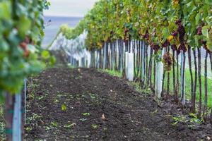 Autumn Landscape  in a Moravian Fields photo