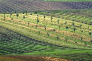 paisaje otoñal en los campos de moravia foto