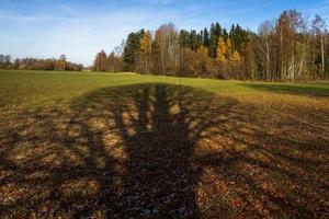 Autumn Landscape With Yellow Leaves on a Sunny Day photo