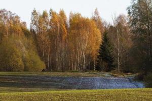 Autumn Landscape With Yellow Leaves on a Sunny Day photo