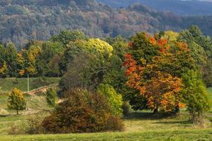 Autumn Landscape With Yellow Leaves on a Sunny Day photo