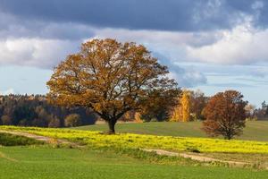Autumn Landscape With Yellow Leaves on a Sunny Day photo