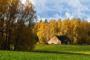 Autumn Landscape With Yellow Leaves on a Sunny Day photo