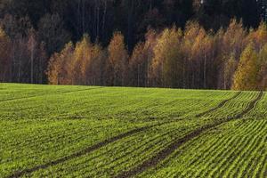 paisaje otoñal con hojas amarillas en un día soleado foto