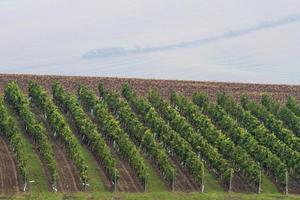 Autumn Landscape  in a Moravian Fields photo