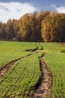 Autumn Landscape With Yellow Leaves on a Sunny Day photo