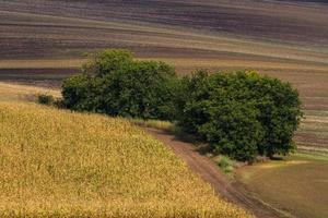 Autumn Landscape  in a Moravian Fields photo